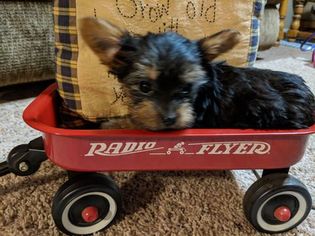 Yorkshire Terrier Puppy for sale in JOHNSTON CITY, IL, USA