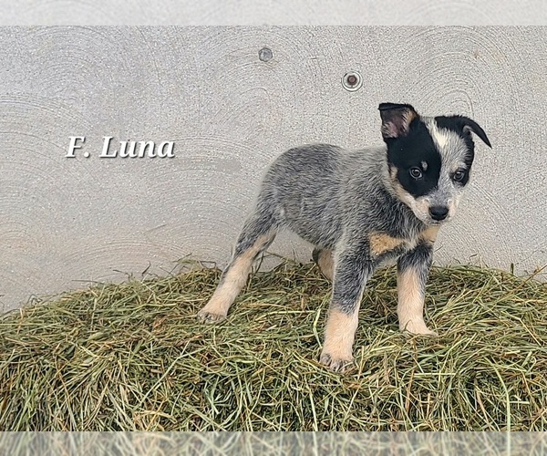 Medium Photo #2 Australian Cattle Dog Puppy For Sale in NATHALIE, VA, USA