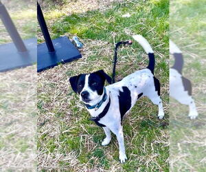 Jack Russell Terrier-Unknown Mix Dogs for adoption in Mooresville, NC, USA