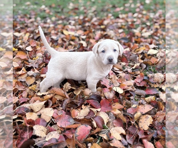 Medium Photo #1 Labrador Retriever Puppy For Sale in LEASBURG, MO, USA