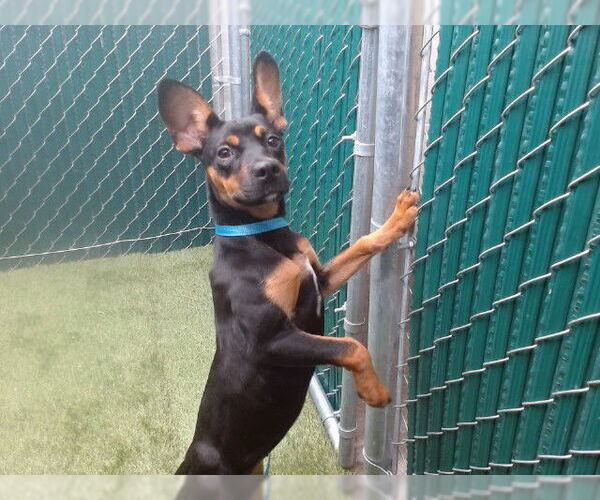 Medium Photo #1 Doberman Pinscher-German Shepherd Dog Mix Puppy For Sale in Downey, CA, USA
