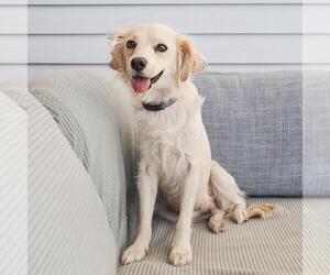 Colonial Cocker Spaniel-Poodle (Miniature) Mix Dogs for adoption in San Diego, CA, USA