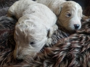 Goldendoodle Puppy for sale in PALO CEDRO, CA, USA