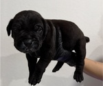 Small #5 Cane Corso