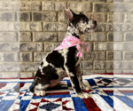 Small #2 Bulldog-Catahoula Leopard Dog Mix