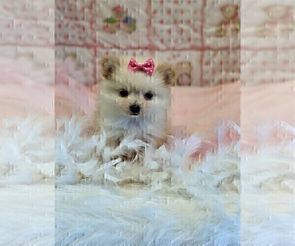 Medium Photo #5 Pomeranian Puppy For Sale in PEMBROKE PINES, FL, USA