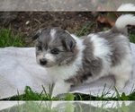 Small #3 Bichon-A-Ranian