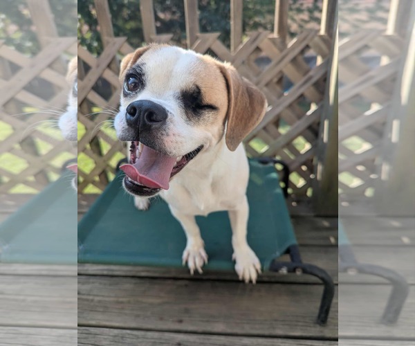 Medium Photo #6 Cheagle Puppy For Sale in Lincolnwood, IL, USA