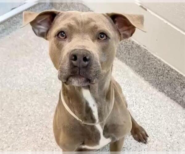 Medium Photo #3 Mutt Puppy For Sale in Houston, TX, USA