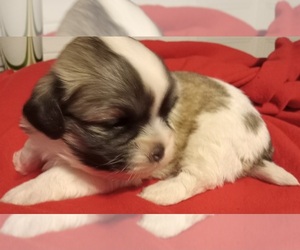 Mal-Shi Puppy for sale in LOCKPORT, NY, USA