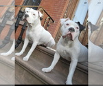 Small Photo #1 American Bulldog Puppy For Sale in ARVERNE, NY, USA
