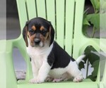 Small Photo #4 Beagle Puppy For Sale in FREDERICKSBG, OH, USA