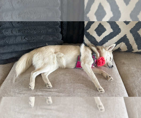 Medium Photo #120 Pomsky Puppy For Sale in LOVELAND, CO, USA