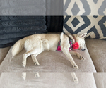 Small Photo #120 Pomsky Puppy For Sale in LOVELAND, CO, USA