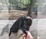 Small Photo #3 Labrador Retriever-Unknown Mix Puppy For Sale in The Woodlands, TX, USA