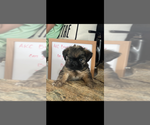 Image preview for Ad Listing. Nickname: AKC Sage