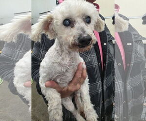 Maltese-Unknown Mix Dogs for adoption in Thomasville, NC, USA