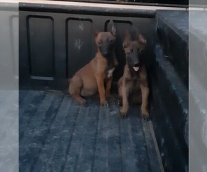 Belgian Malinois Puppy for sale in LAKE LOS ANGELES, CA, USA