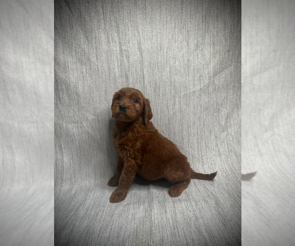 Medium Photo #1 Goldendoodle Puppy For Sale in VICTORVILLE, CA, USA