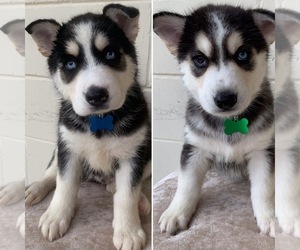 Siberian Husky Puppy for sale in JACKSONVILLE, FL, USA