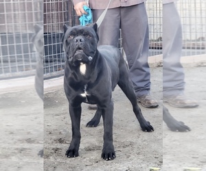 Father of the Cane Corso puppies born on 11/26/2022