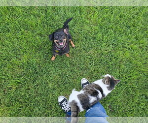 Quesito - Female Chihuahua-Unknown Mix Dog for Adoption - Photo #7