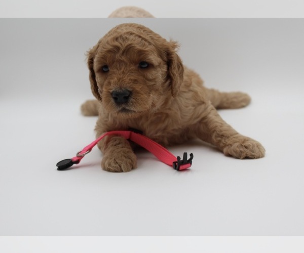Medium Photo #16 Goldendoodle Puppy For Sale in SACRAMENTO, CA, USA