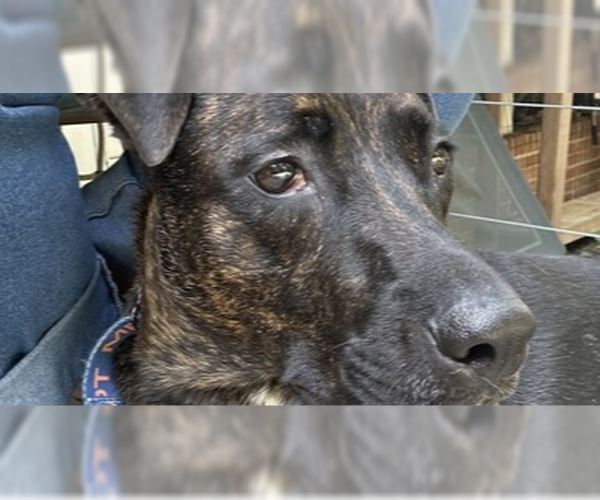 Medium Photo #7 Mutt Puppy For Sale in Greenbelt, MD, USA