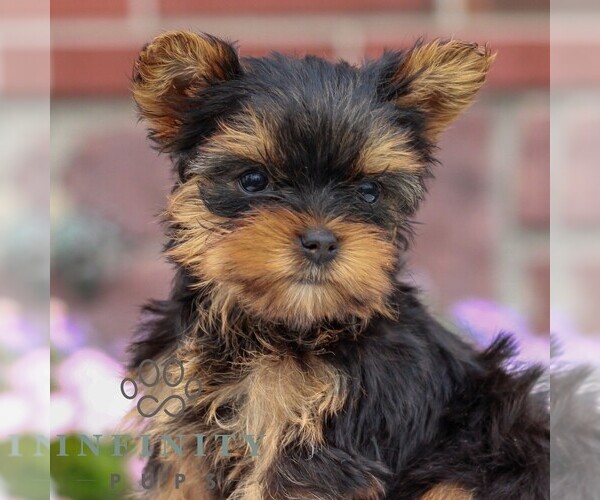 Medium Photo #1 Yorkshire Terrier Puppy For Sale in REINHOLDS, PA, USA
