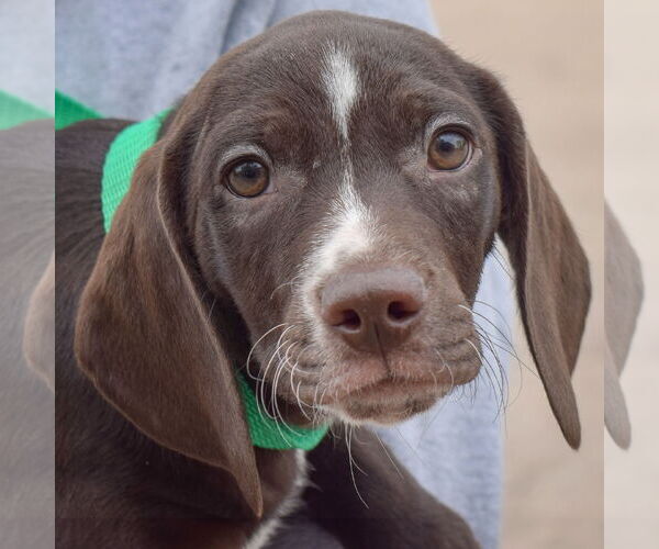 Medium Photo #2 Bagle Hound Puppy For Sale in Huntley, IL, USA