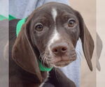 Small #1 Bagle Hound