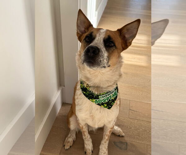 Medium Photo #3 Mutt Puppy For Sale in Sandy, UT, USA