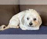 Small Photo #3 Maltese-Unknown Mix Puppy For Sale in Rockaway, NJ, USA