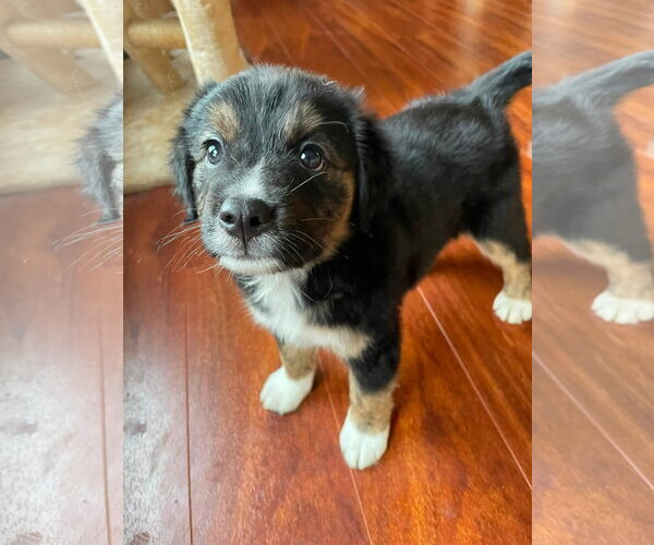 Medium Photo #1 Mutt Puppy For Sale in Germantown, OH, USA