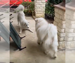 Small #9 Great Pyrenees Mix