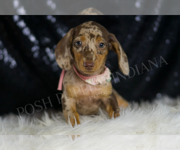 Medium Photo #4 Dachshund Puppy For Sale in WARSAW, IN, USA