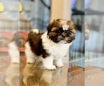 Small Photo #7 Shih Tzu Puppy For Sale in SUGAR HILL, GA, USA