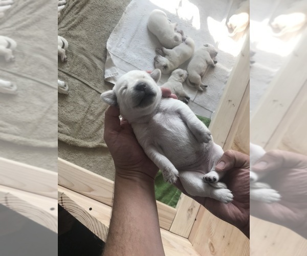 Medium Photo #46 Labrador Retriever Puppy For Sale in ESCONDIDO, CA, USA