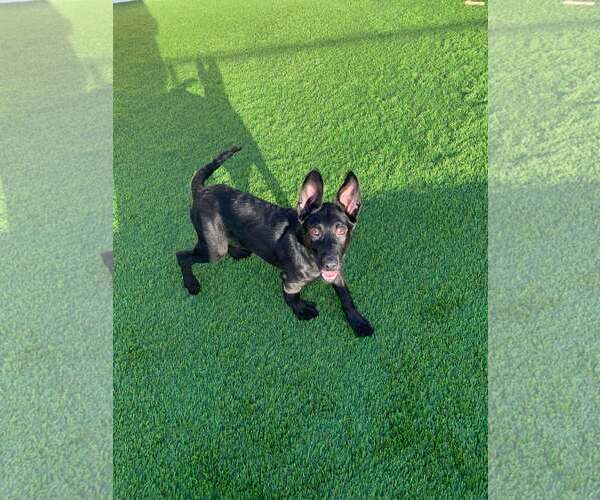 Medium Photo #3 Labrador Retriever-Unknown Mix Puppy For Sale in San Diego, CA, USA
