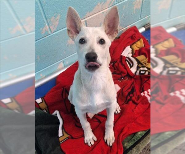 Medium Photo #1 Gerberian Shepsky Puppy For Sale in Woodland, CA, USA