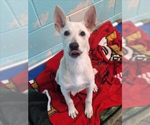 Gerberian Shepsky Dogs for adoption in Woodland, CA, USA