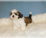 Small Photo #3 Shih Tzu Puppy For Sale in WARRENSBURG, MO, USA