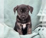 Small Labrador Retriever Mix