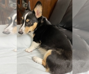 Mother of the Pembroke Welsh Corgi puppies born on 09/21/2022