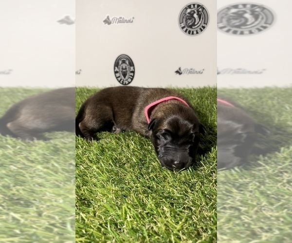Medium Photo #3 Belgian Malinois Puppy For Sale in COLTON, CA, USA