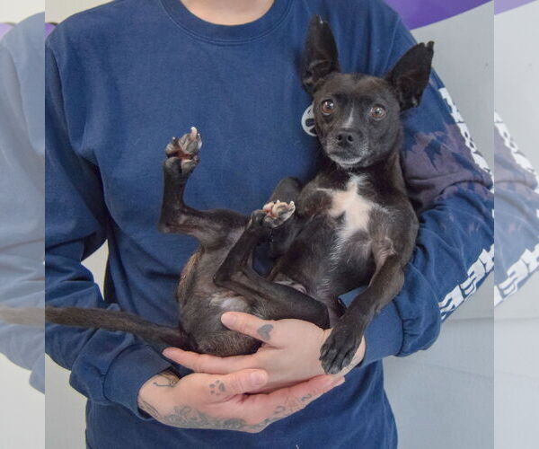 Medium Photo #3 Chipin Puppy For Sale in Huntley, IL, USA