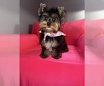 Small #9 Yorkshire Terrier