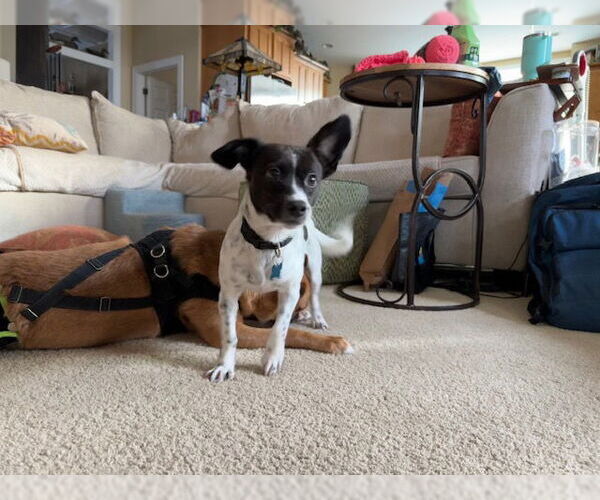 Medium Photo #2 Mutt Puppy For Sale in Plainfield, IL, USA