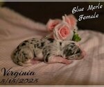 Small Photo #9 Border Collie Puppy For Sale in BROOKFIELD, MO, USA