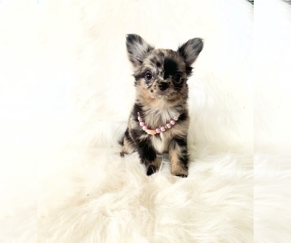 Medium Photo #13 Chihuahua Puppy For Sale in SACRAMENTO, CA, USA